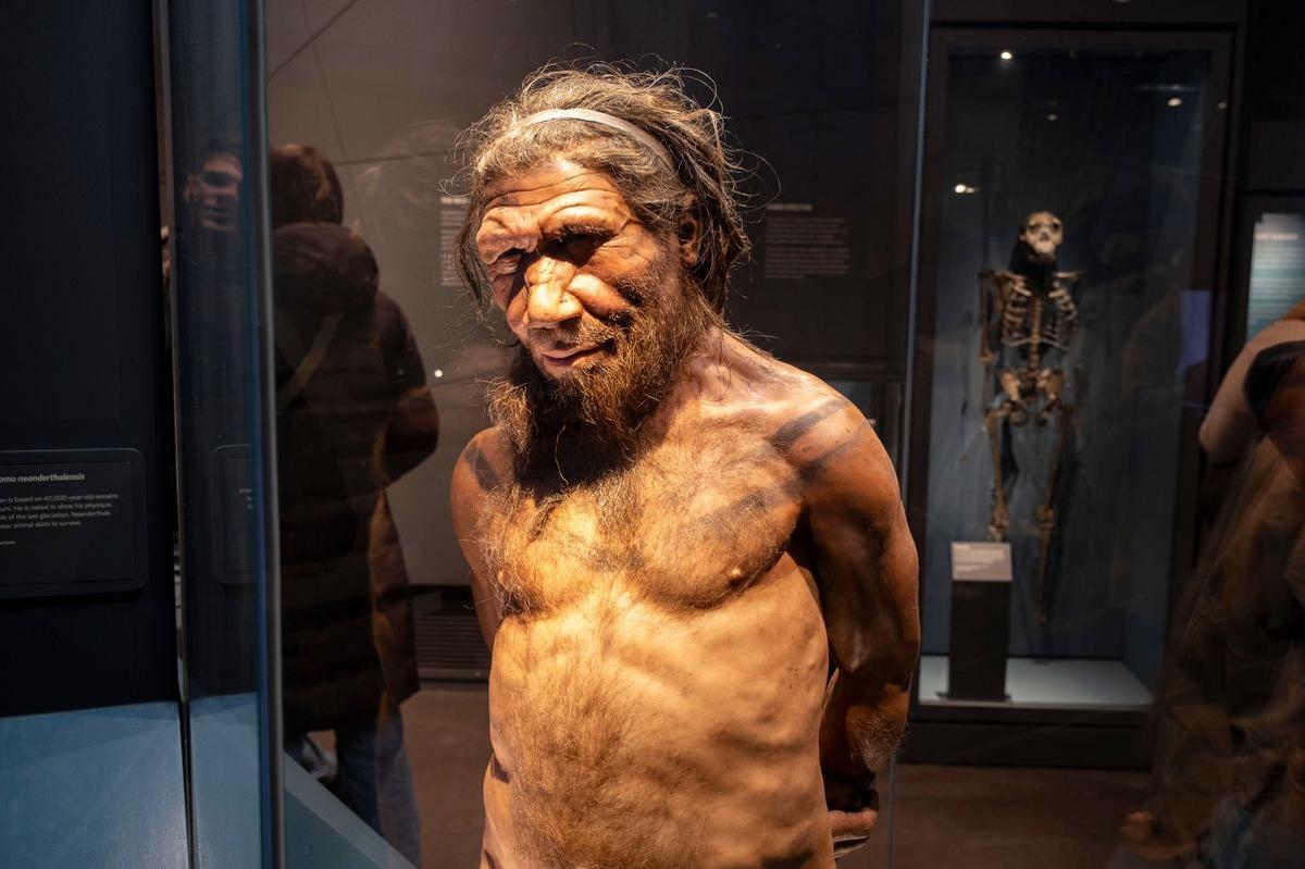 現生人類の脳の化学組成、古代の人類に対して競争上の優位を保持か 新研究