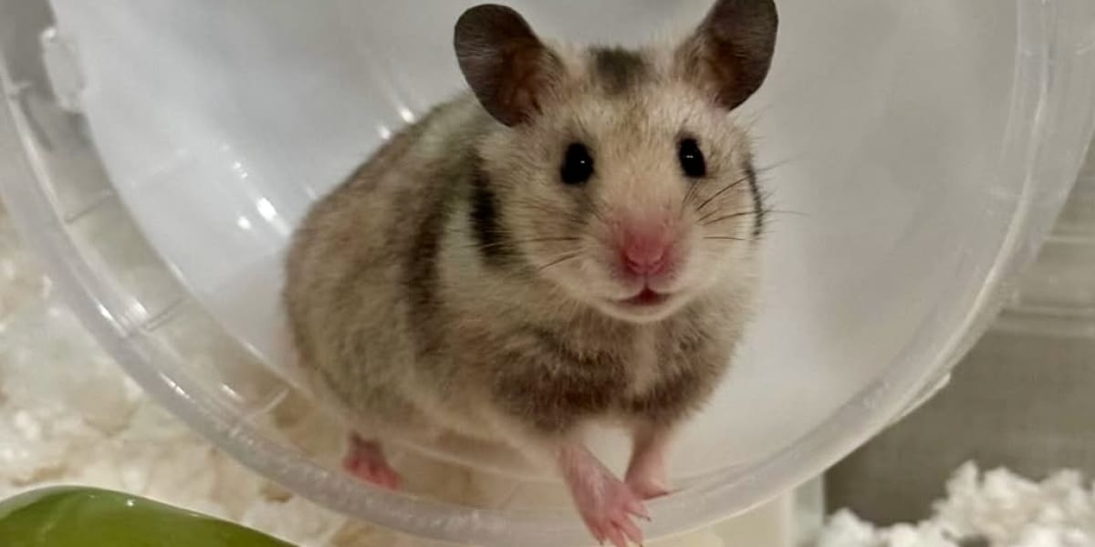 「野生化してる？」大阪の公園でハムスター10匹発見、保護団体「捨てられた可能性が高い」