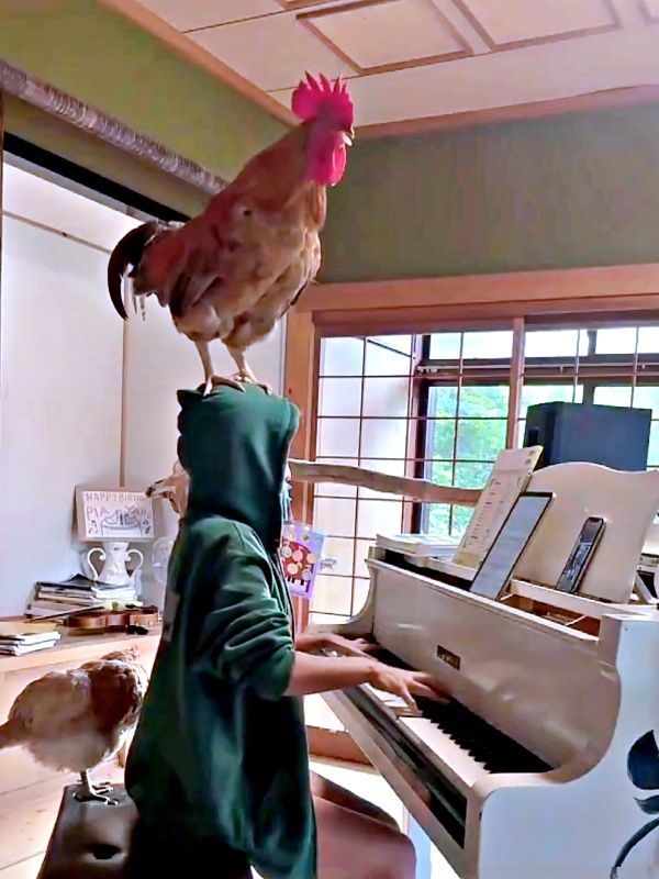 頭の上に立つ4kgのニワトリが、ショパン演奏に「コケコッコー」と合いの手もすごい 南の島で暮らすピアニストと6羽の絆に8.4万いいね