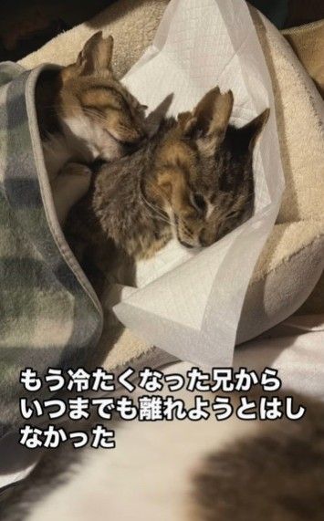 「匂いを忘れないでね」冷たくなった兄猫に寄りそう妹猫にネット感涙「猫ちゃんの愛情深さ」「あまりにも切ない光景」｜まいどなニュース