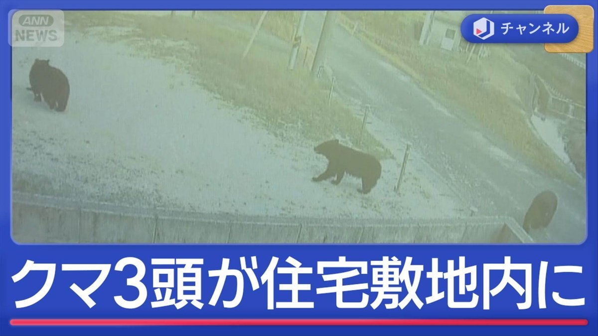 すべて1メートル以上「ゾッとした」“巨大クマ”3頭 住宅敷地内へ
