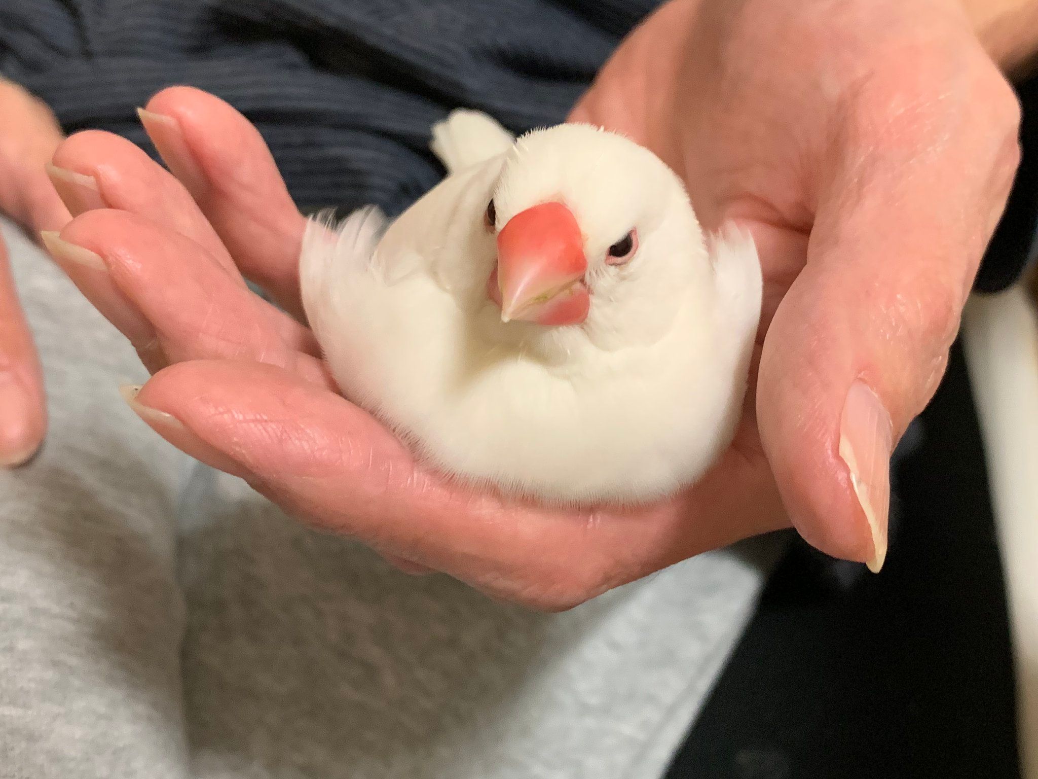 「スマホ見てると、25gの負荷をかけてくる」文鳥さん かまってアピール？「指の力は使います」
