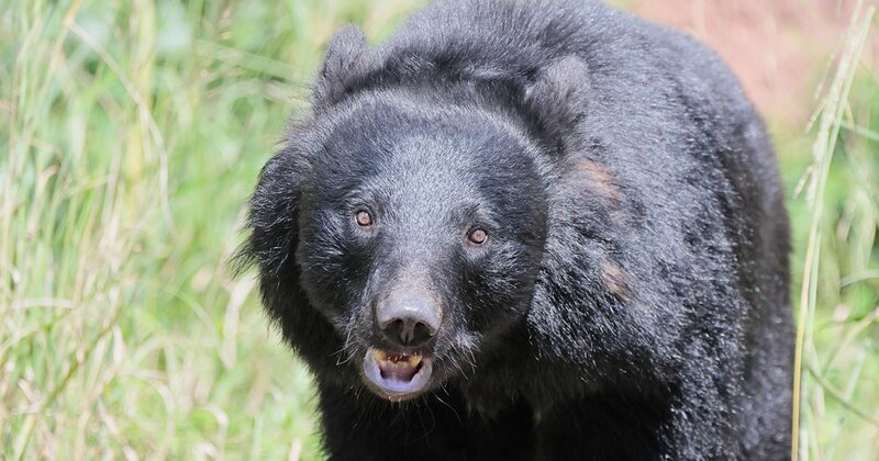 10人襲撃のツキノワグマが驚いて逃げた「身近にある器具」とは？【乗鞍岳・駐車場クマ襲撃事件】（ダイヤモンド・オンライン）