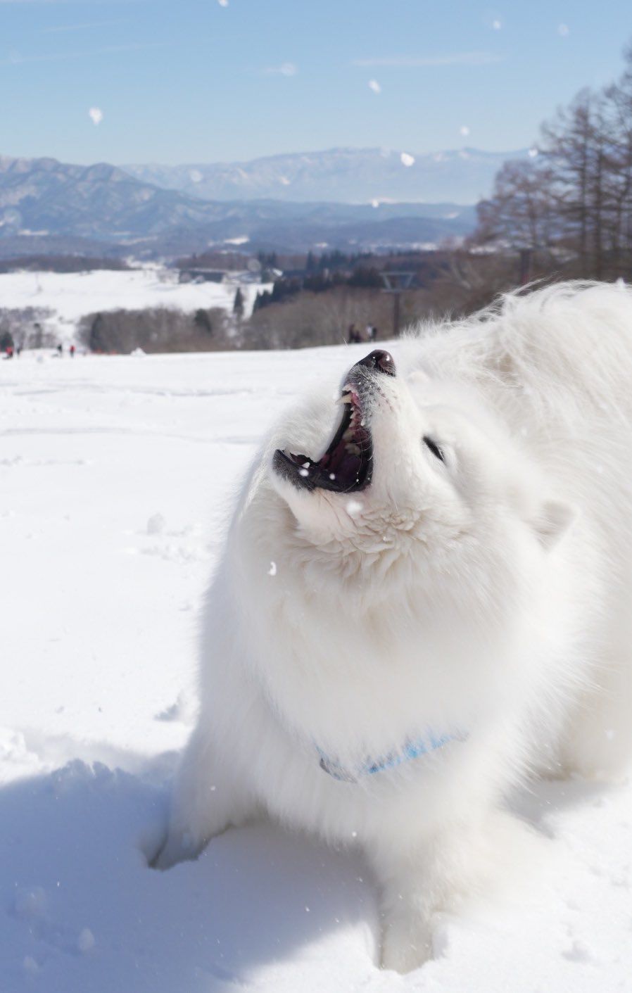 雪山で大はしゃぎの犬さん→「気づいたら抱っこで爆睡、ソリ輸送」姿が「尊い」｜まいどなニュース