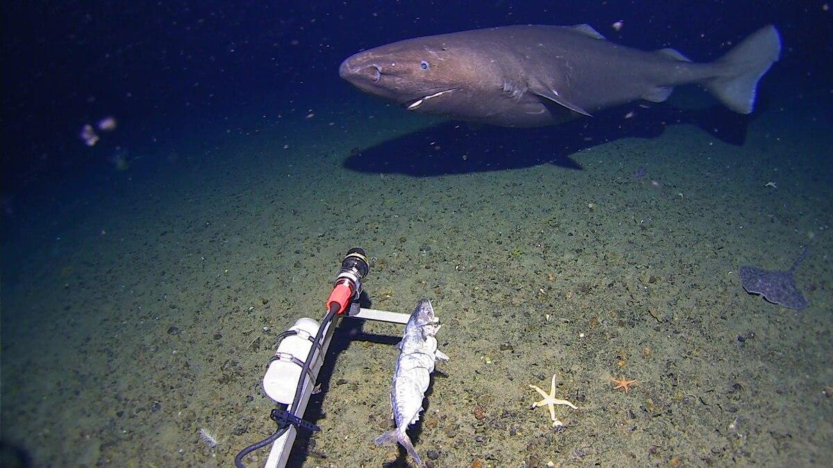 〈目撃〉いるはずのない南極海でサメを発見、研究者困惑 オンデンザメの仲間だが種は不明