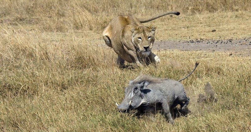 「あなたがどんな生き方をしようと、とにかく生きているかぎり、あなたは生存闘争から逃れることはできない…」。生物学の巨人ダーウィンが教える、この世界の「残酷すぎる真実」（ダイヤモンド・オンライン）