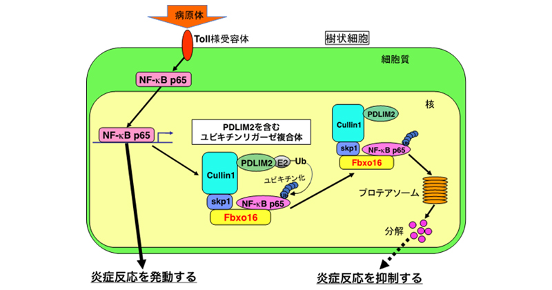 炎症を制御する新たな分子を発見