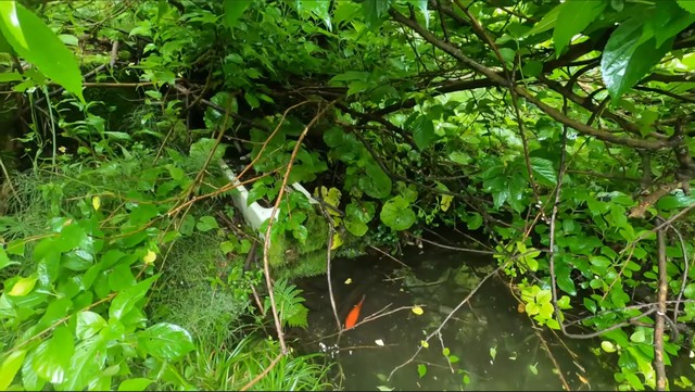 誰にも気づかれず、十数年ひとりぼっち 空き家裏の小さな池で生きていた金魚を保護 古民家再生を進める男性の行動に「これぞ金魚救い」の声