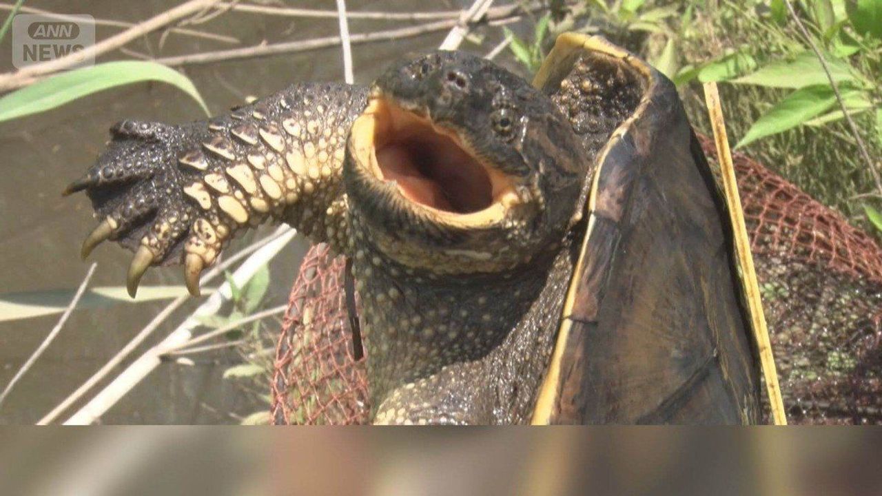 印旛沼決壊 カミツキガメはどこに