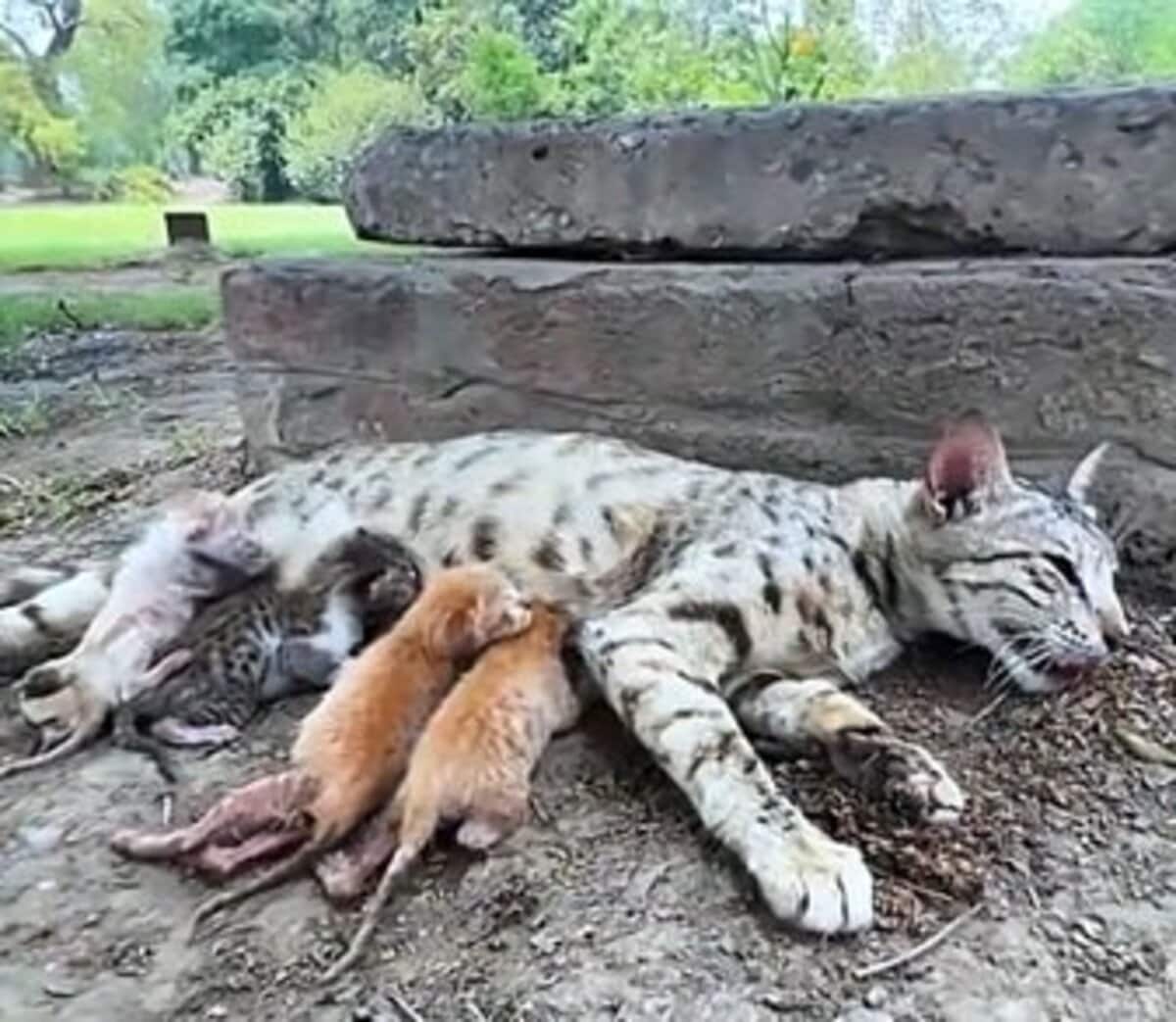 木の下で衰弱していた母猫と子猫たちを発見→無事に保護しシェルターでケア開始 LIMO編集部が感動の投稿をピックアップ！獣医師・動物看護の年収についても紹介