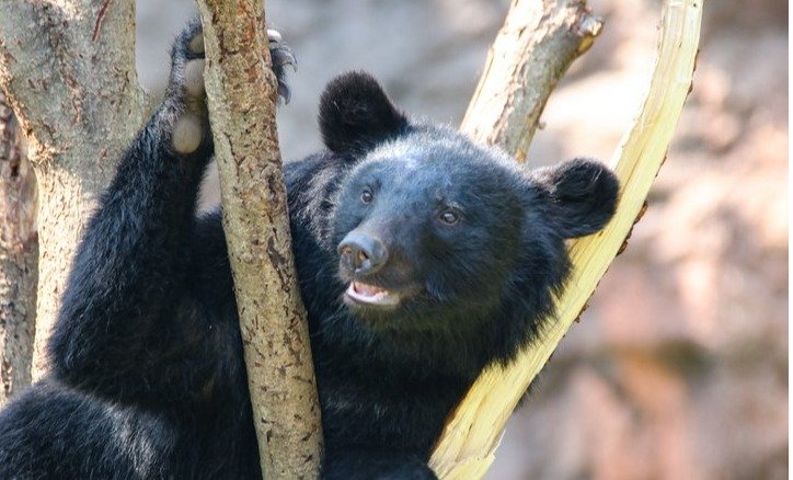 「クマ用防護服」急ピッチで開発進む ベアクローによる「致命傷」からパトロールする人間の身を守るには