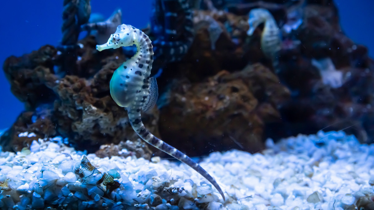 存在しない「タツノオトシゴの絵文字」をなぜ大規模言語モデルは「ある」と言い張るのか？