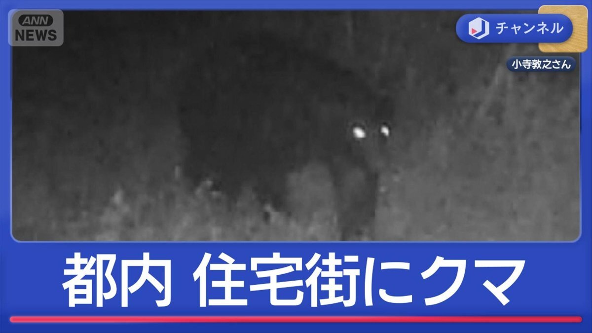「まさか」都内住宅街にクマ 東京でどこまで拡大？