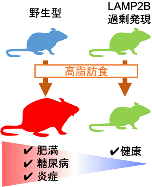 脂肪を分解する新たな仕組みを発見 脂肪滴の分解を促進するタンパク質を解明 肥満・糖尿病・認知症の治療・予防に応用