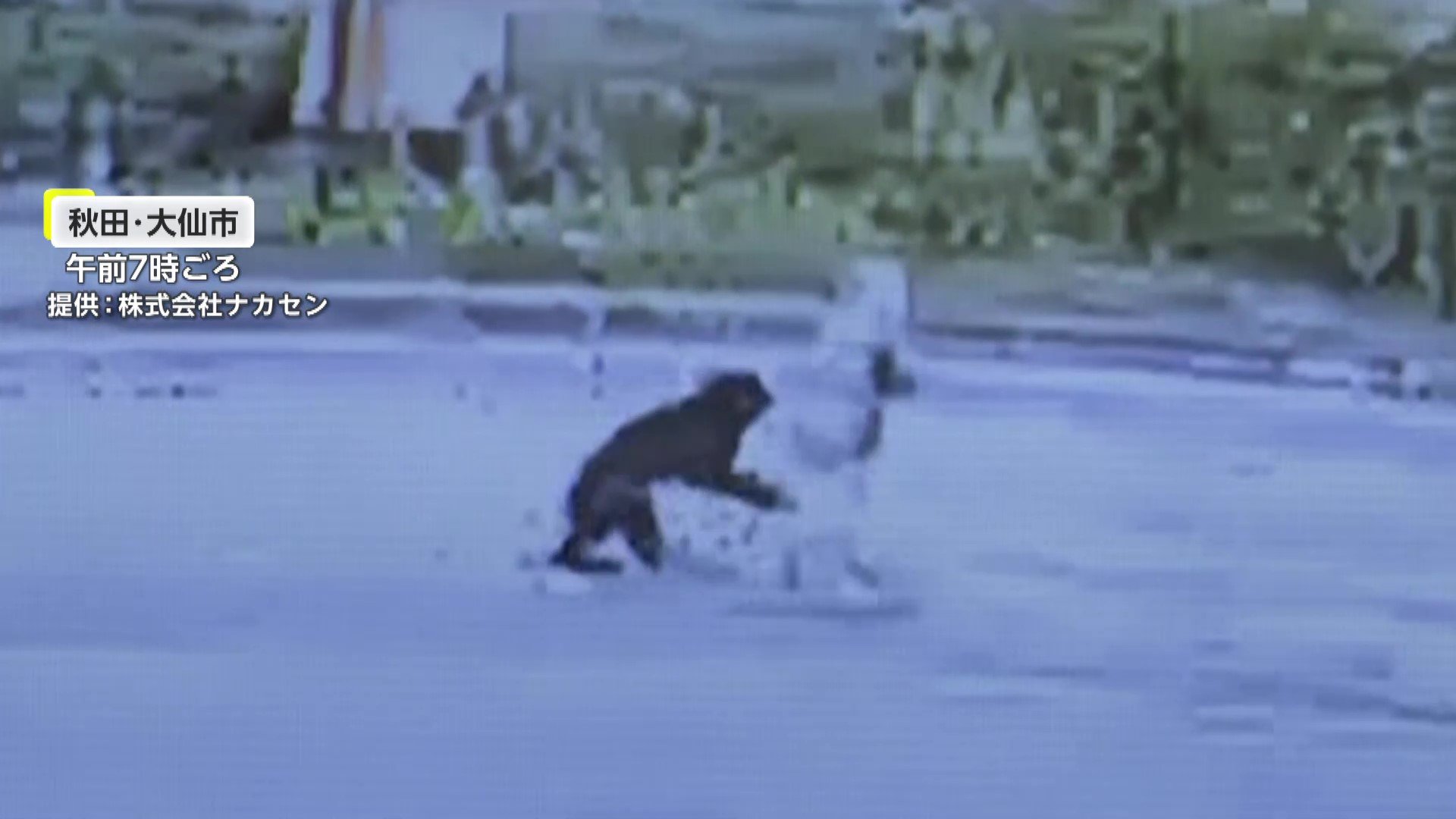 散歩中82歳女性にクマが飛びかかる瞬間が防犯カメラに なぜ襲撃?専門家「パニック状態…おばあさんですら脅威と感じてやられる前に攻撃か」