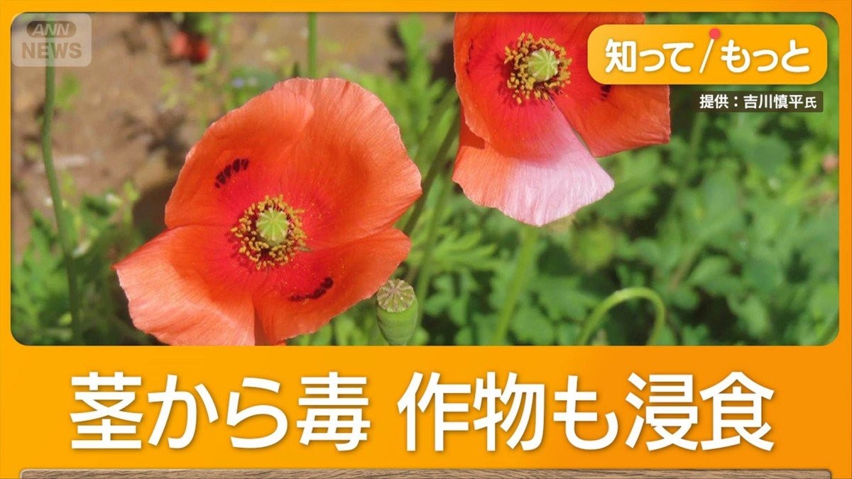 外来植物ナガミヒナゲシ注意 触れると毒でかぶれ・ただれ 全国自治体が駆除呼びかけ
