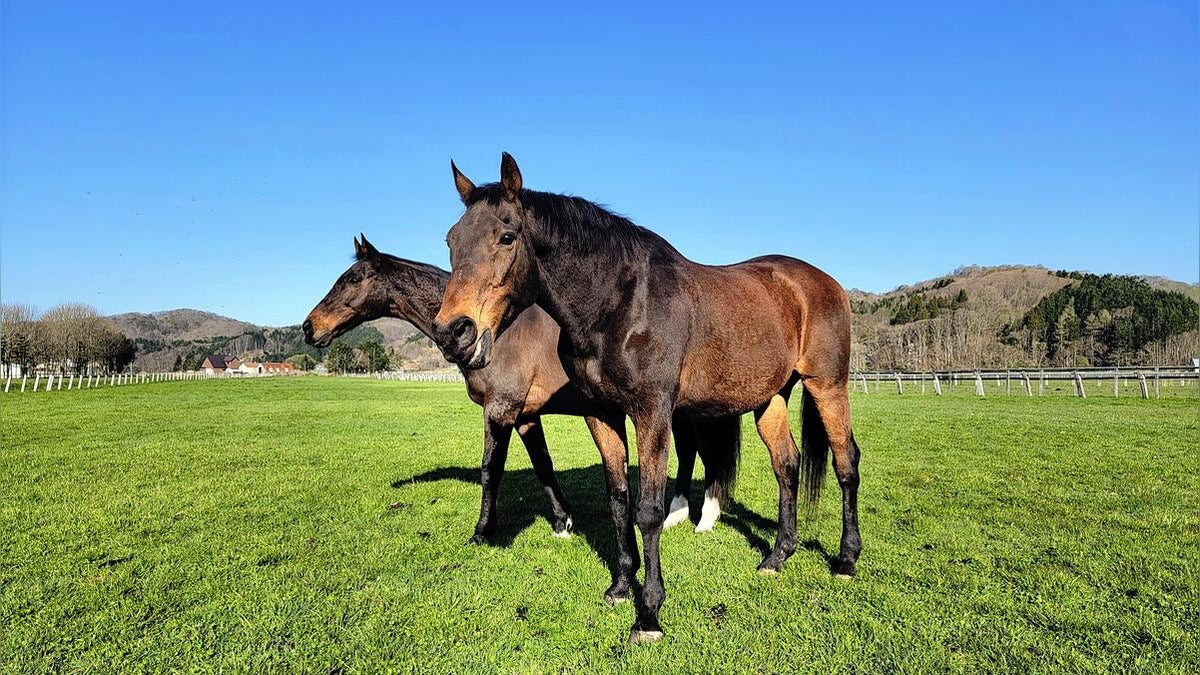 ［ラストストーリー］＜１＞競走馬 幸せな最期を…余生送る牧場に転換