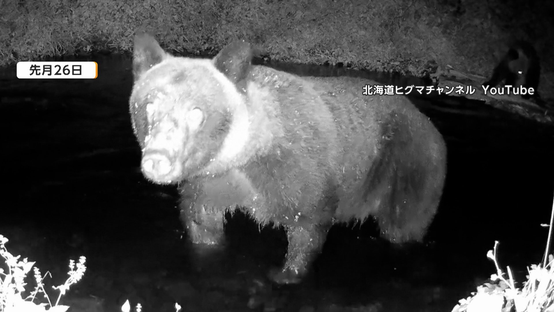 どんぐり不足「秋グマ」に注意 関東で「不作」、世界遺産「荒船風穴」でも目撃 豊作でも「なかなか冬眠しない」