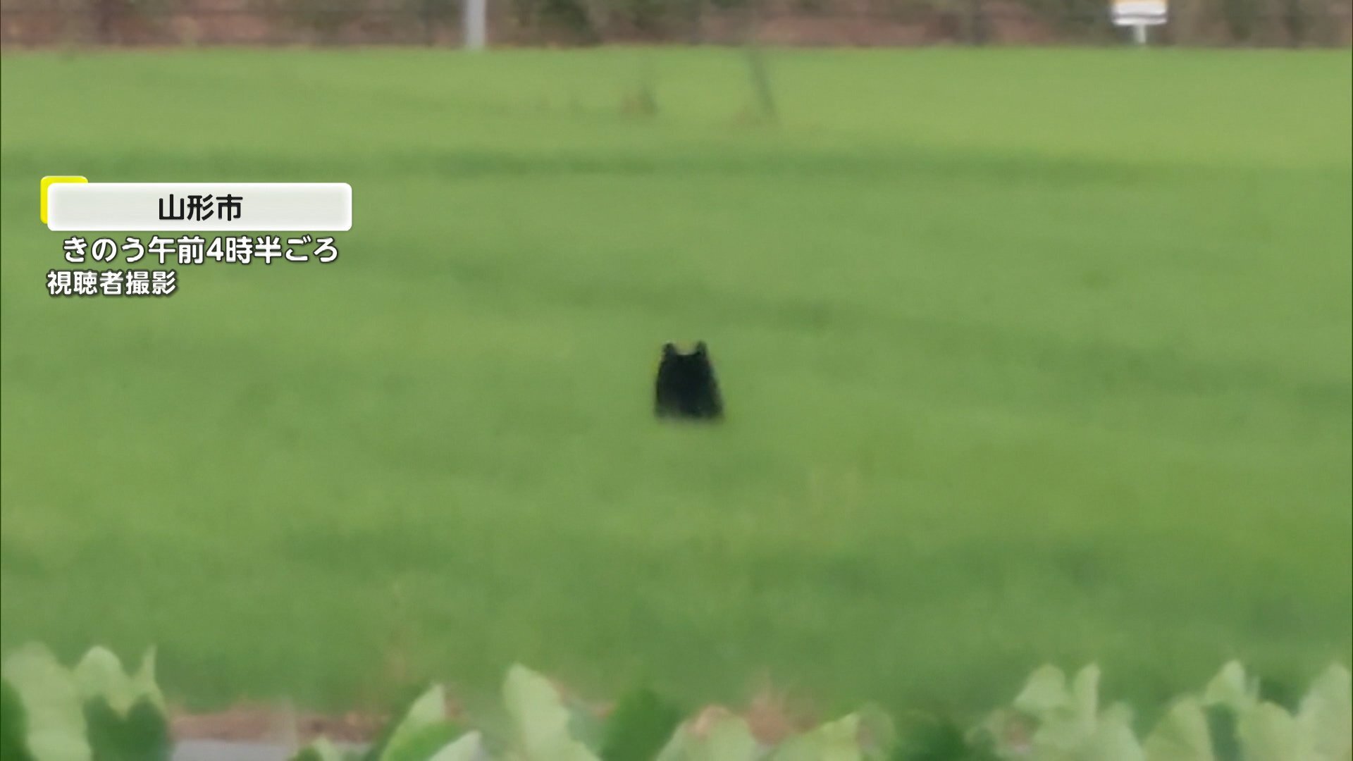 【独自】田んぼから頭を出し飛び跳ねながら…山形の市街地に現れた熊 住宅街をドローンで捜索…麻酔銃が命中するも逃走 周辺は厳重警戒