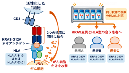 KRAS変異を標的とした二重特異性抗体を開発 国立研究開発法人医薬基盤・健康・栄養研究所｜共同通信PRワイヤー｜下野新聞デジタル