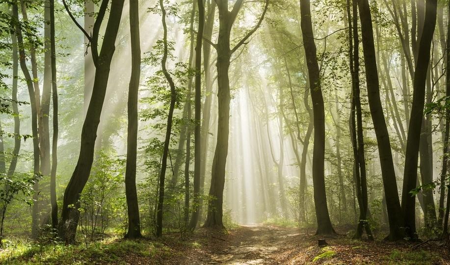 樹木にはCO2吸収以外にも気温を下げる効果が。目指せ植林1兆本（ギズモード・ジャパン）