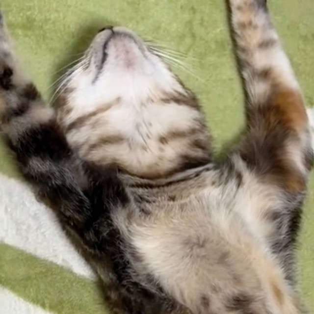 「長っっっ」ヘソ天で伸びきった猫、カメラが顔に寄ると……思わぬ表情に「爆笑した」（朝日新聞デジタルマガジン＆［and］）