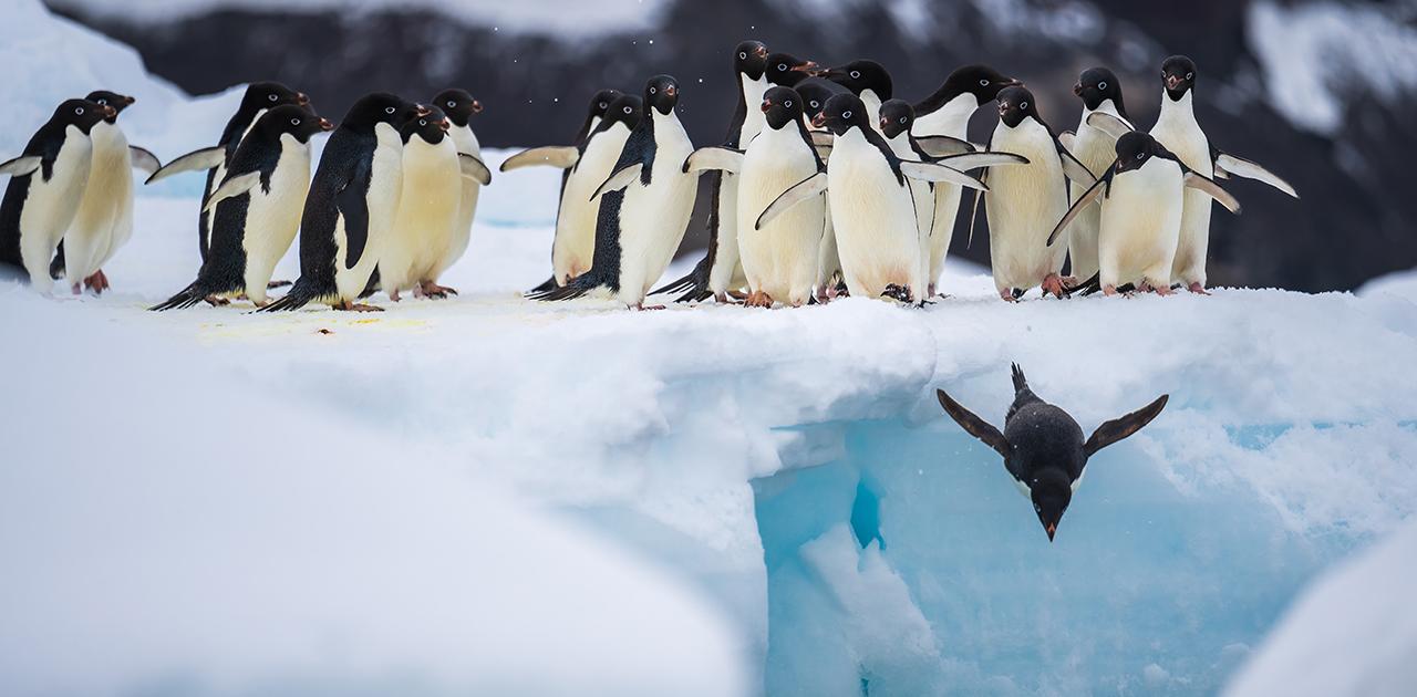 ペンギンの｢うんち｣が温暖化を緩和。地球を守る南極の小さなヒーローたち