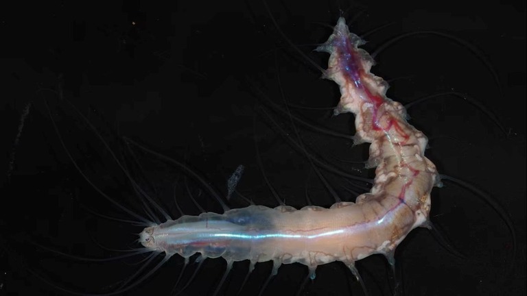 「ゴーストシャーク」に「デスボール」、風変わりな未知の海洋生物1100種超を発見