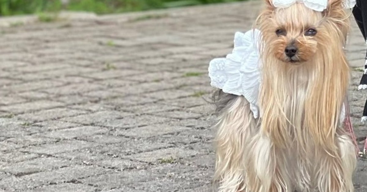 知らない犬のリードを渡され「写真撮らせて！」と頼まれたら...⇨コーデそっくりで「あまりにも似合ってる」と反響