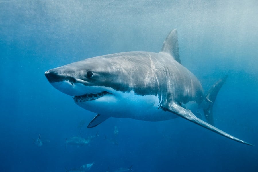 サメなんて存在しないのか？ 人々がサメと呼ぶ多くは古いサメ系統よりエイに近い関係にある