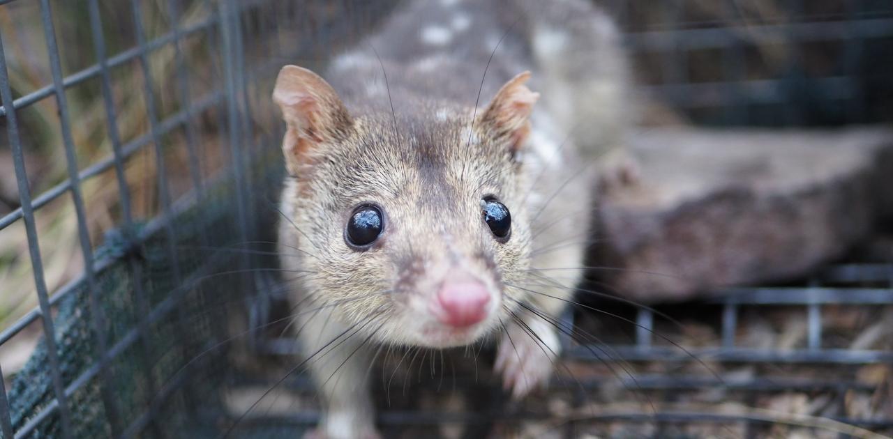 絶滅したと思われていた動物。80年ぶりにひょっこりカメラに映ってた