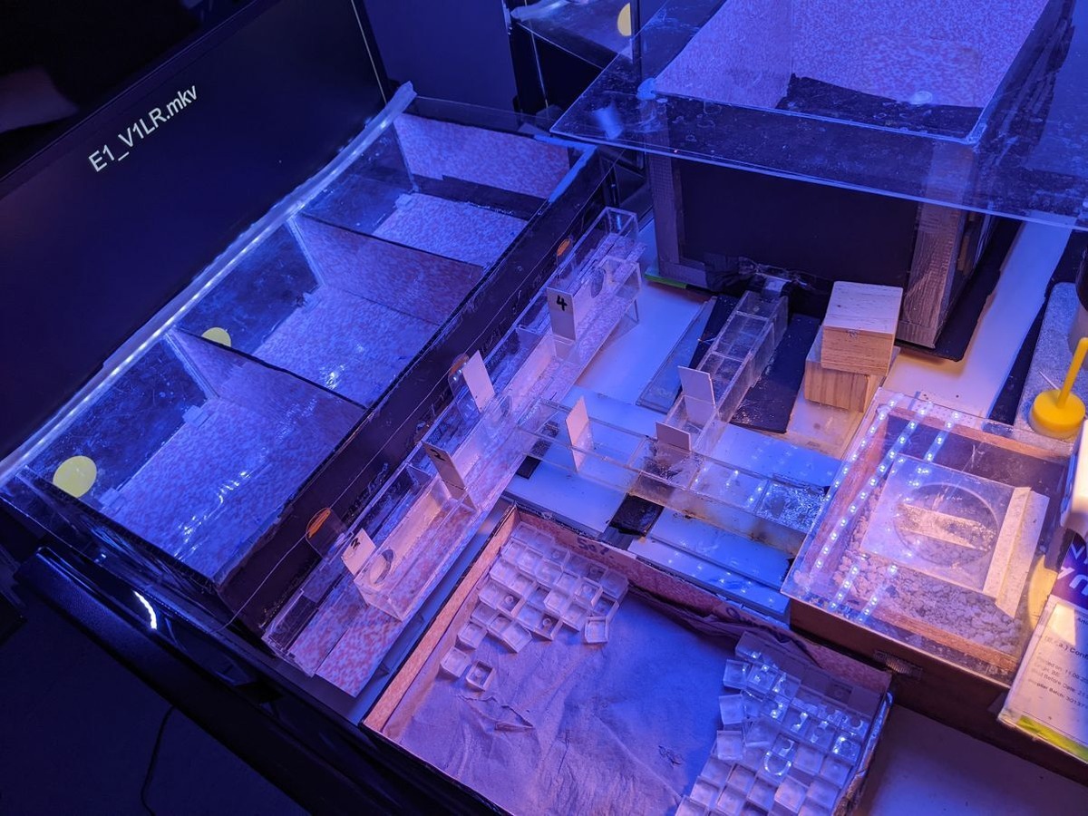 ミツバチが時間を処理できることを発見、昆虫では初めて 光の点滅の長さを区別