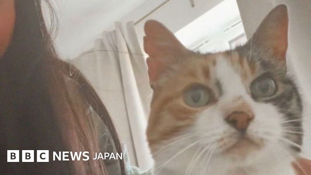 10年行方不明の猫が帰還、飼い主の30歳の誕生日に 英ウェールズ