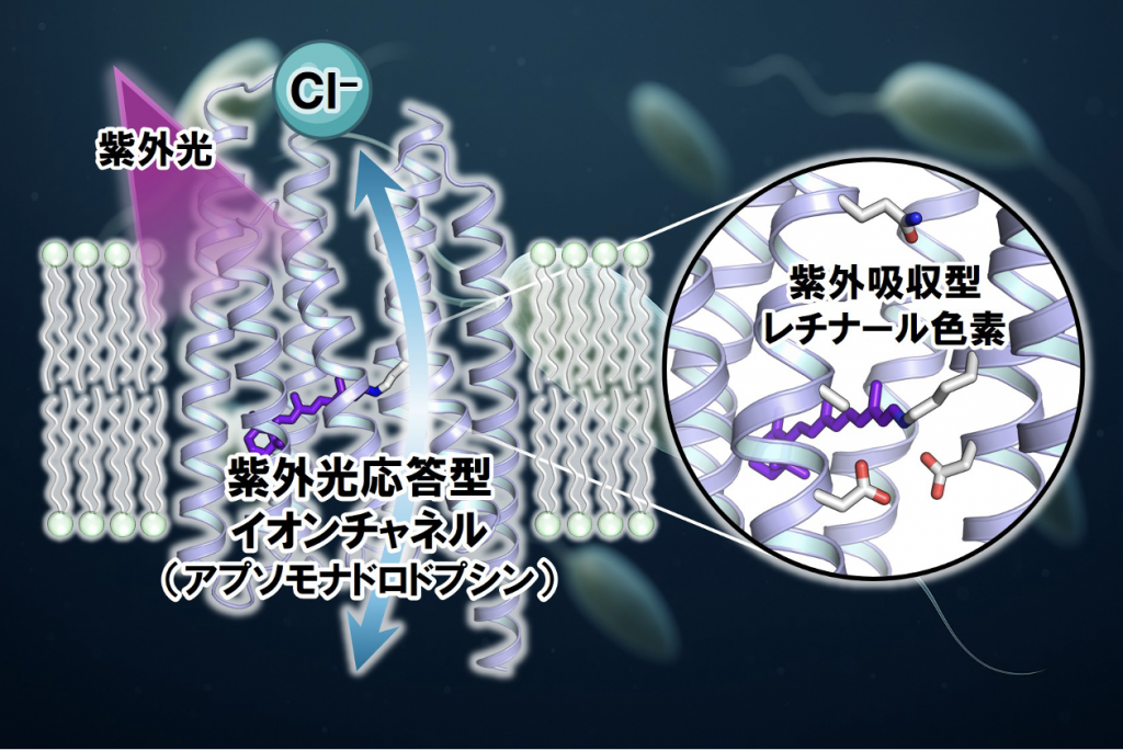 世界初の紫外光応答イオンチャネルを発見 ―光遺伝学への応用に期待―