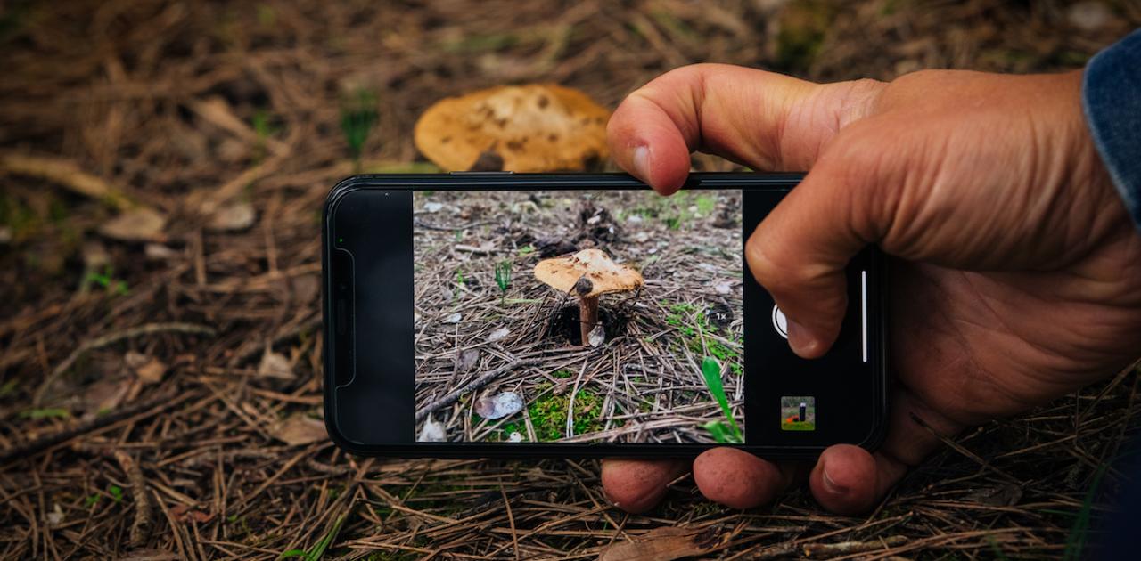 そこらへんの鳥とか植物をスマホでシェア→ めちゃくちゃ科学への貢献に！
