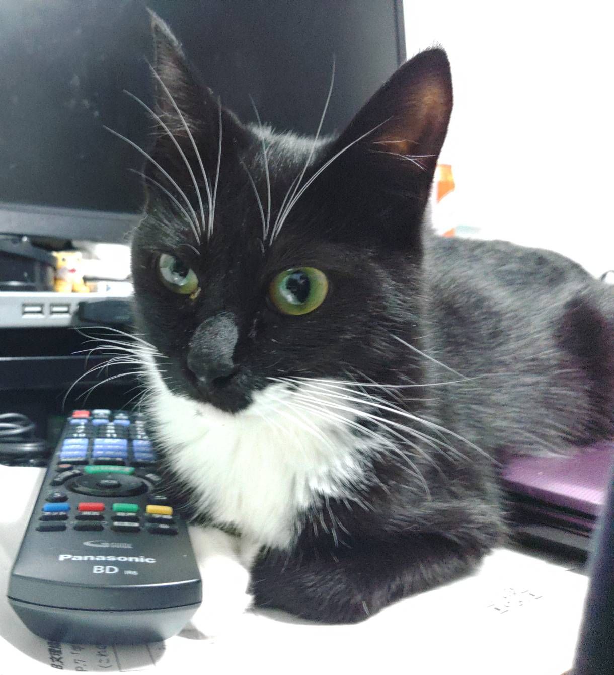 43匹の多頭飼育崩壊から保護された、真っ直ぐ歩けない脳障害の猫 用水路に流されていた子猫の「お兄ちゃん」に トイレの失敗も少なくなった