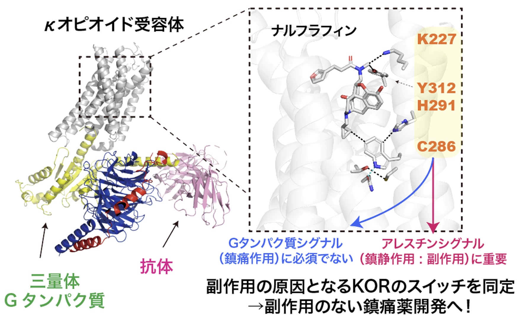 κオピオイド受容体バイアスドシグナリングに関与する分子スイッチを同定