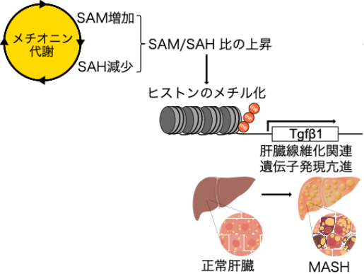 【日本大学】メチオニン代謝の異常を介した新しい肝線維化メカニズムを発見しました～脂肪肝から脂肪肝炎への進行メカニズム解明 新しい治療方法につながる可能性～