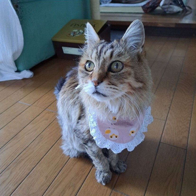 19歳で旅立った愛猫、亡くなる4日前に月夜の散歩「お別れが近いんだ」やせ細った体を抱いて帰った「今でもそこにいるような」｜まいどなニュース