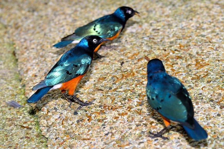 鳥も友達を作る――20年の研究で明らかに (2/2)