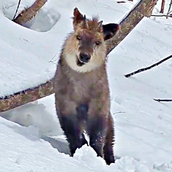 「おうおう、カモシカ先輩を舐めんなよ！」雪山で遭遇、カモシカの迫力あふれる姿に15万いいね 実はおとなしい天然記念物