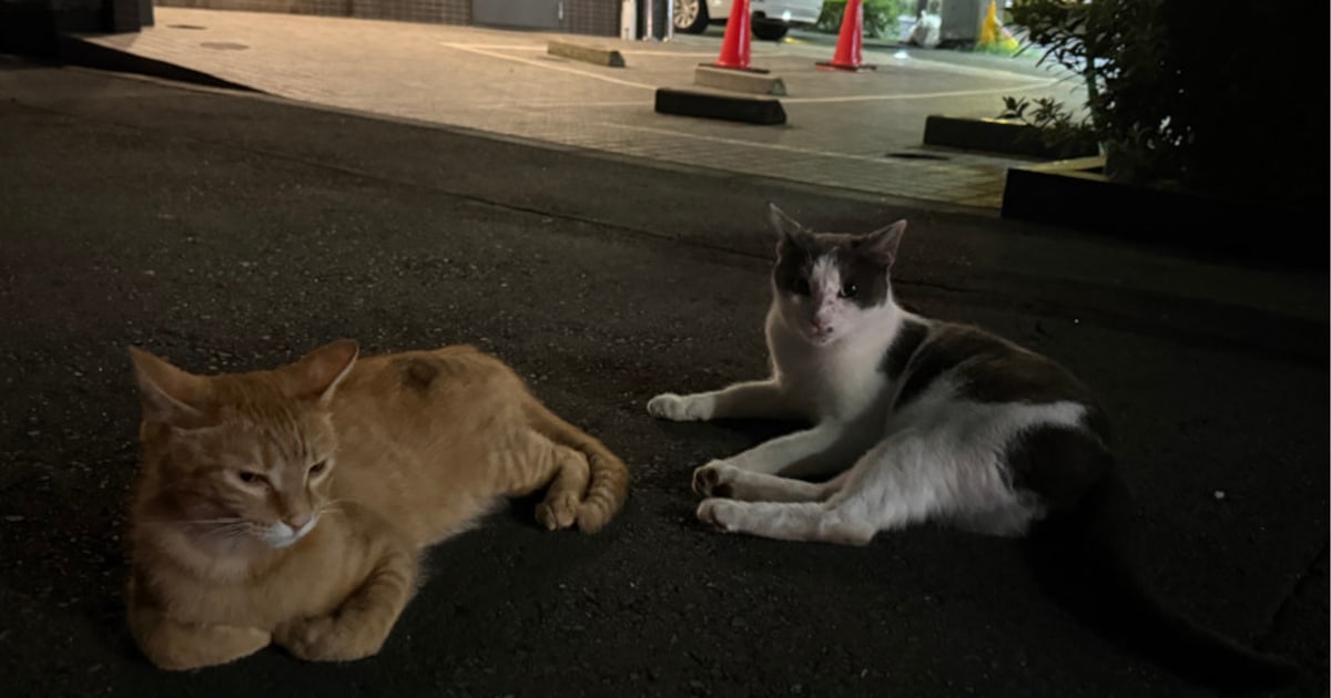 「つい最近まで、家庭で飼われていた猫だと思います」近所に迷い猫が2匹。動物ボランティアが直面したこと