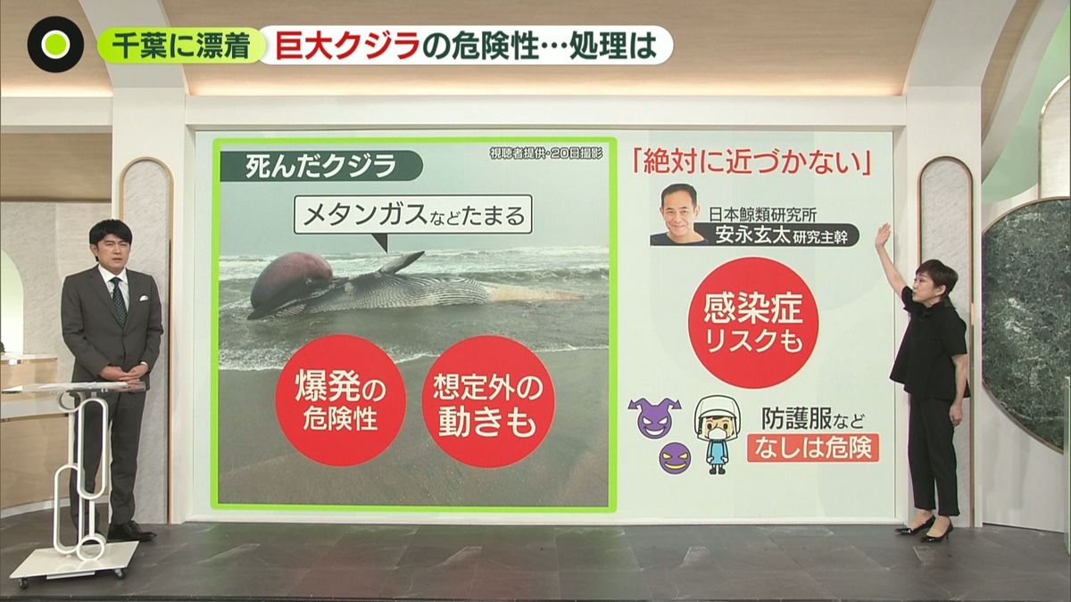 【解説】巨大クジラが千葉に漂着 “爆発”の危険性も 多額の費用が…自治体を悩ます「処理方法」とは