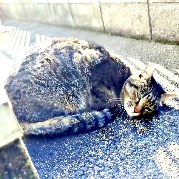 消えた地域猫が1カ月後に現れ→ガリガリに痩せ、ふらふらの姿 先住猫に無断で家族として迎えたが…