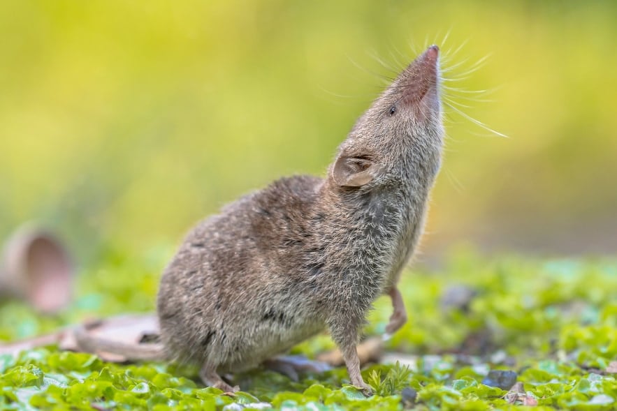 クリスマス島固有のトガリネズミが外来種によって絶滅【正式認定】