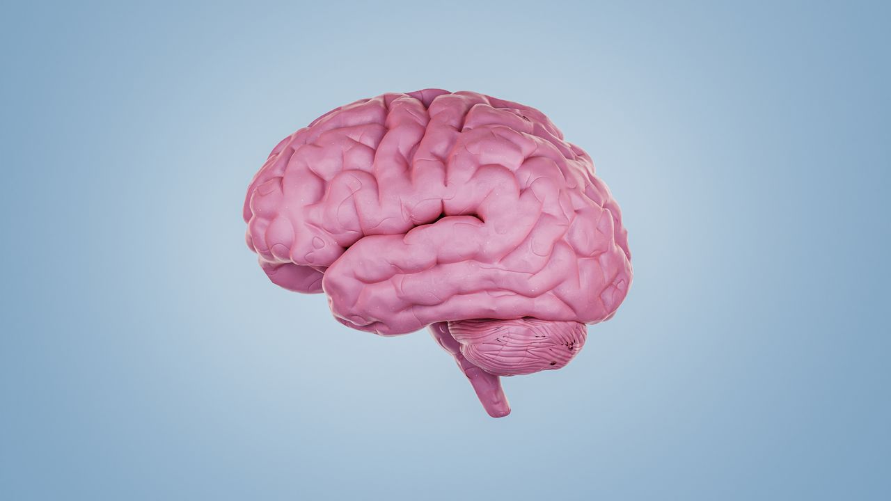 人間の脳は、異なる2つの“部品”からつくられていた：研究結果