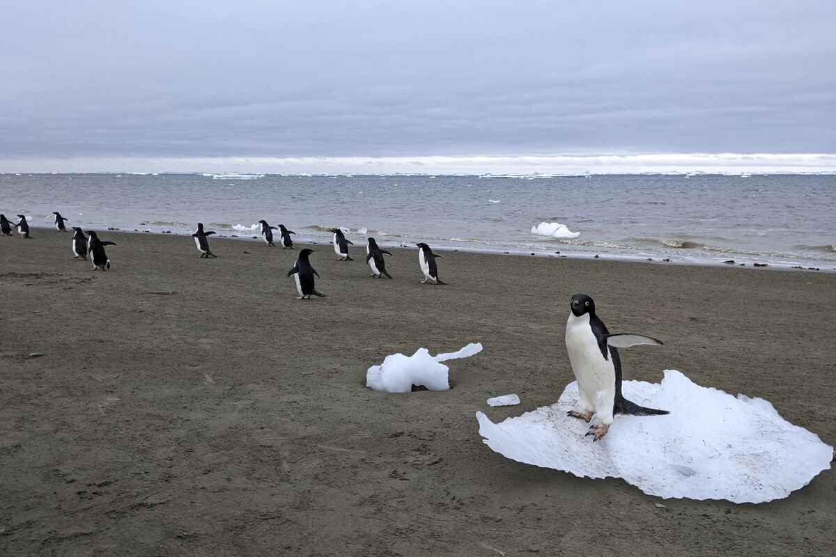 ペンギンのふん、南極で地球温暖化の影響を抑える可能性－研究結果