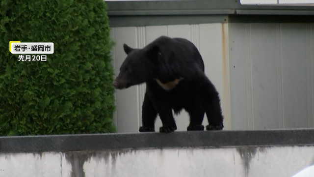 クマ被害13人目の犠牲者か…行方不明になっていた79歳女性の遺体を発見 ハンターも襲われ大ケガ 専門家「今がピークで警戒必要」