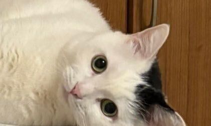 棚の上にいる猫の写真……のはずが→「脳がバグる」「重力どうした？」とスマホを回転させる人続出！20万人が騒然（サンキュ！）