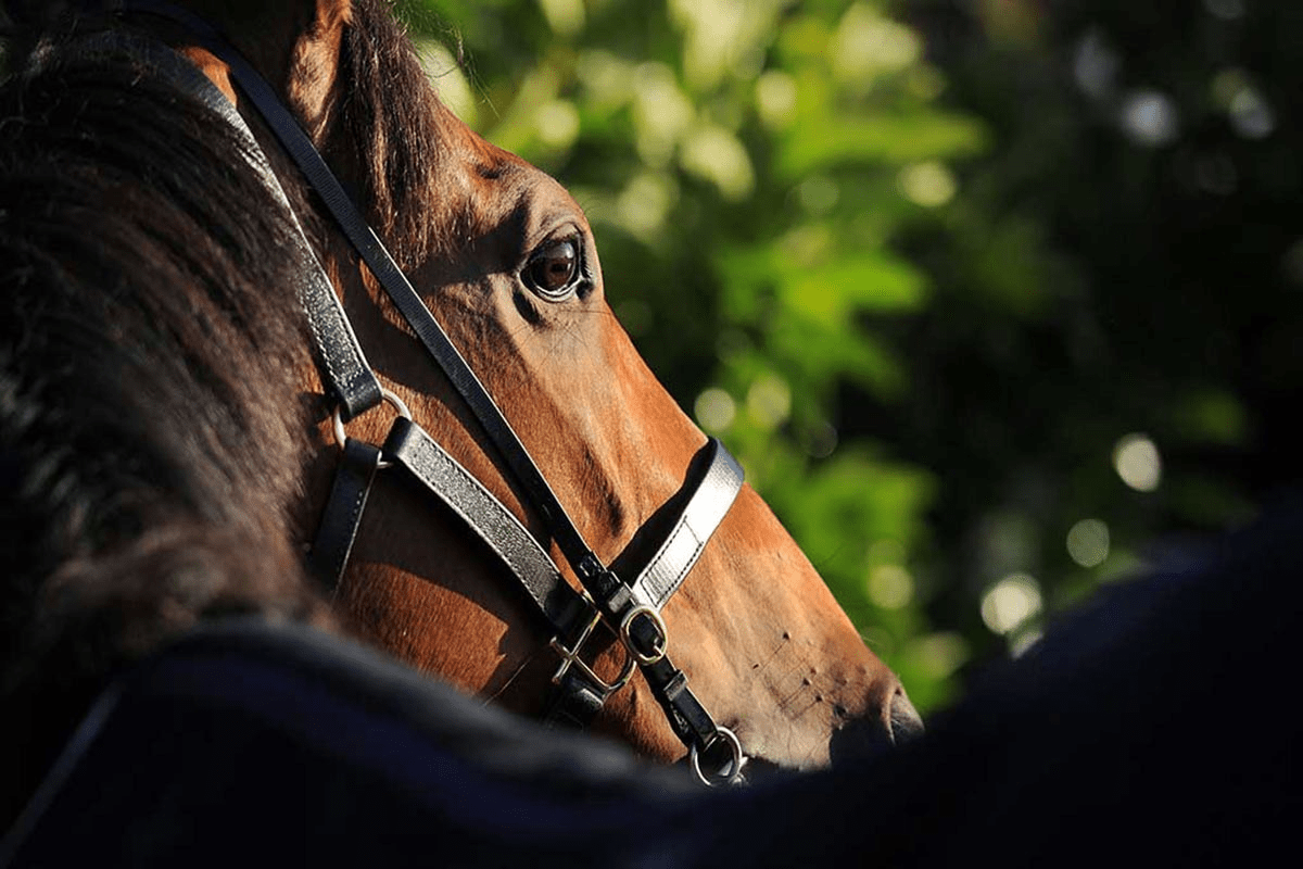 【有馬記念／穴ライズ】レガレイラとのオッズ比較で妙味たっぷりの前日“10人気”前後 中山芝2500mの攻略にフィットする